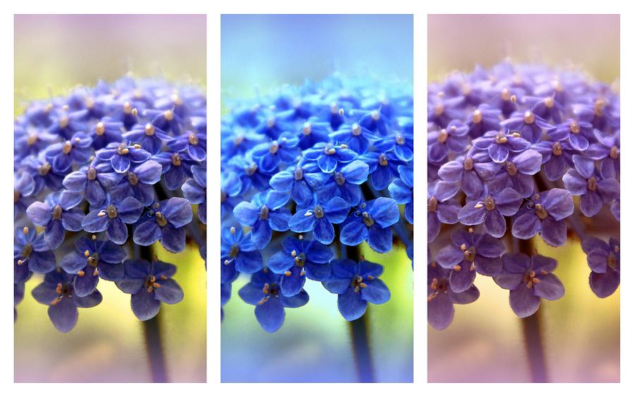 Allium Triptych Photograph by Jessica Jenney