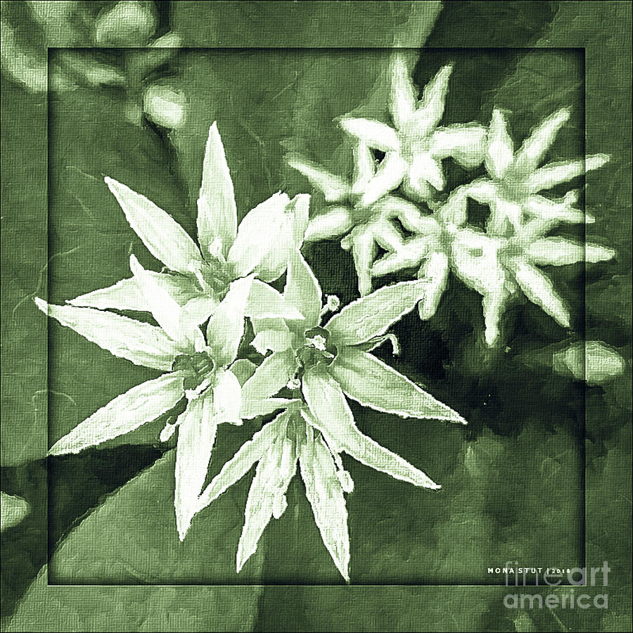 Allium Ursinum Green Photograph by Mona Stut