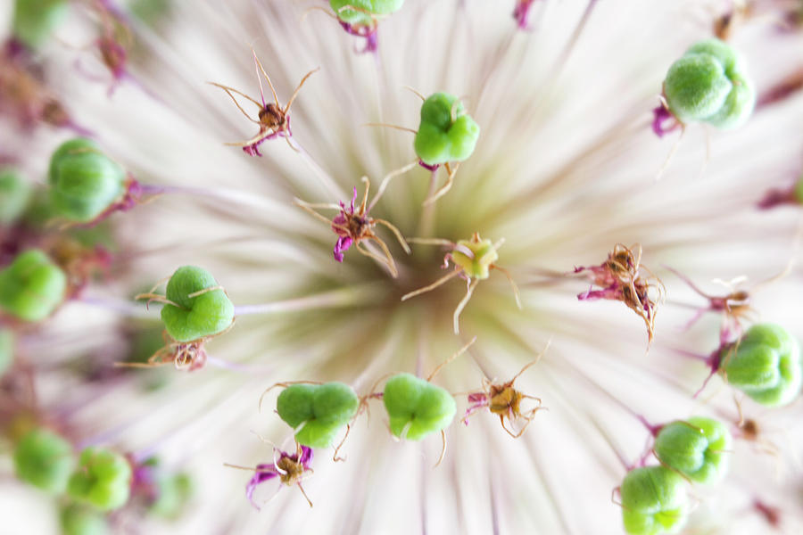 Allium Zoom Photograph by Diane Fifield