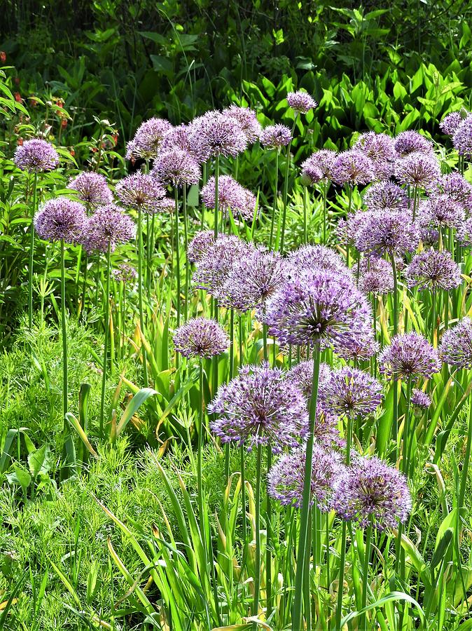 Alliums Photograph by Barbara Ebeling - Fine Art America