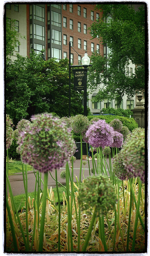 Alliums in the Boston Public Garden Photograph by Joann Vitali