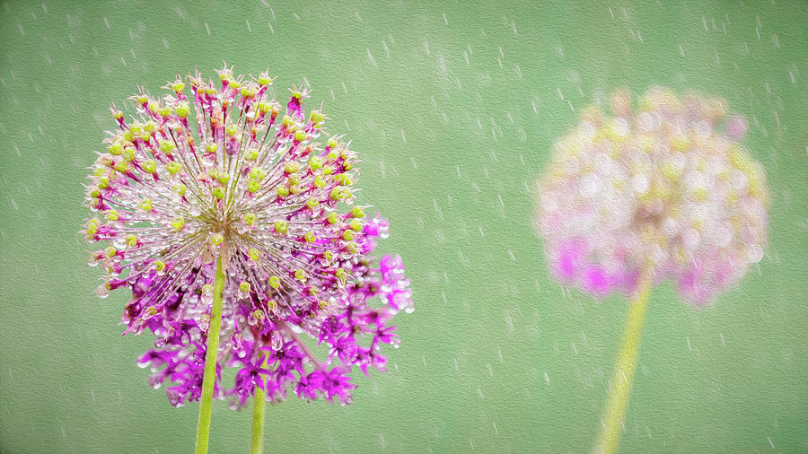 Allium Photograph - Alliums in the Rain by Phillips and Phillips Allium Photograph - Alliums in the Rain by Phillips and Phillips