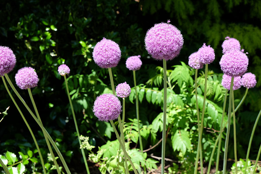 Nature Photograph - Alliums by Mark Severn