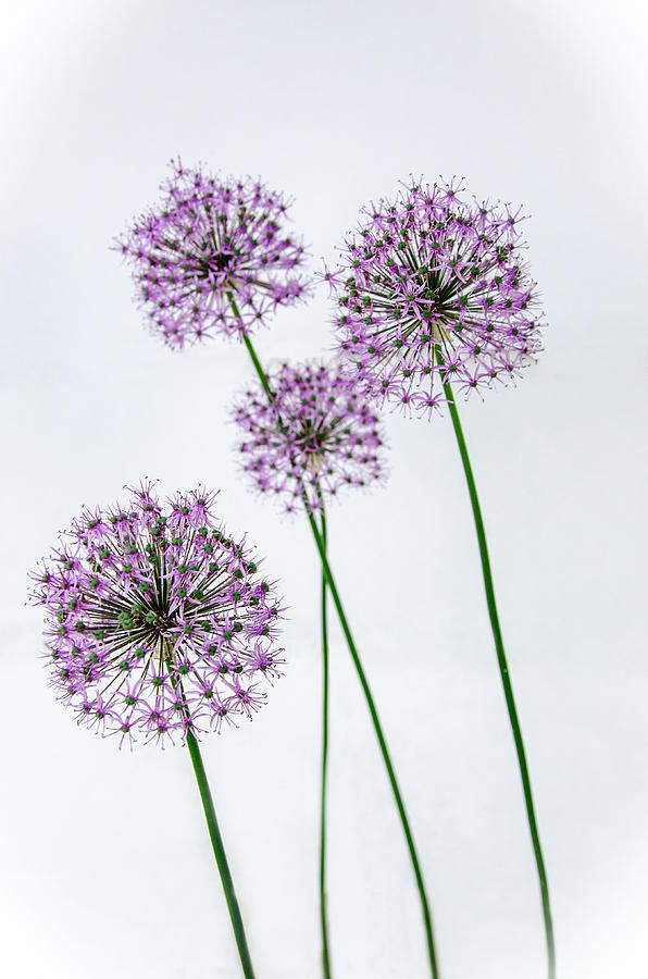 Alliums Standing Tall Photograph by Susan McMenamin