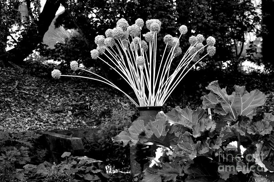 Alliums Photograph by Tatyana Searcy