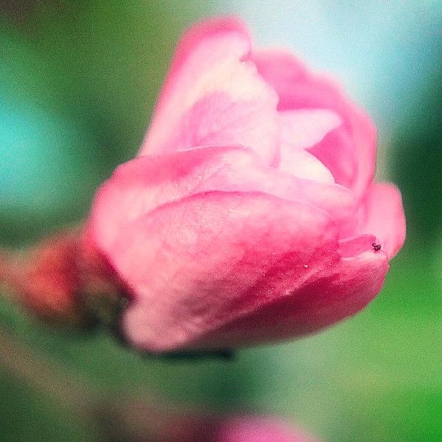 Flowers Still Life Photograph - #allnatureshot #breathtaking_macro #bud by Kerri Ann McClellan
