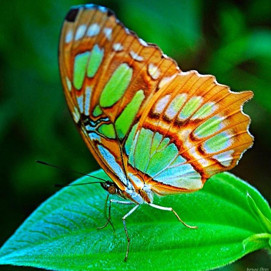 Butterfly Photograph - #allnatureshot #butterfly #butterflies by Kerri Ann McClellan