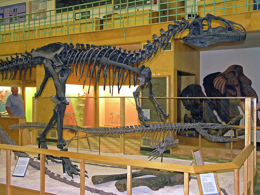 Allosaurus Skeleton Photograph by Sally Weigand