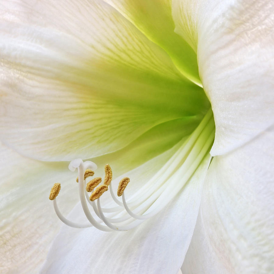 Nature Photograph - Alluring Amaryllis Square by Gill Billington