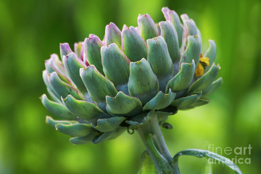 Alluring Artichoke Photograph by Ruth Jolly