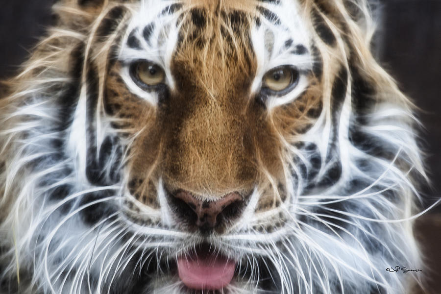 Alluring Tiger by Jeff Swanson Alluring Tiger by Jeff Swanson