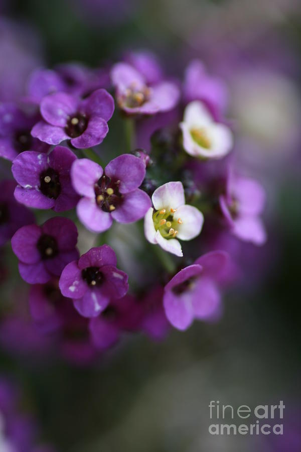 Allysium Flowers Photograph by Joy Watson