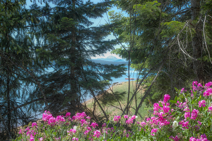 Almanor Lassen Flowers by Peter Dyke Almanor Lassen Flowers by Peter Dyke