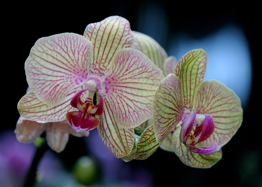 Orchid Photograph - Almightily by Silke Brubaker