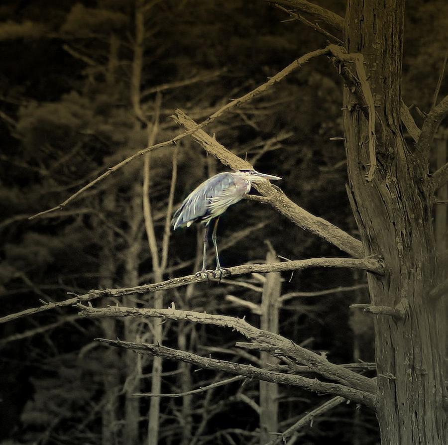 Heron Photograph - Almighty Blue Heron by Barbara S Nickerson