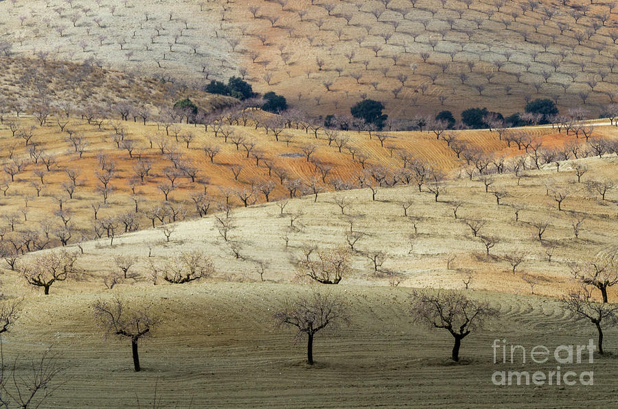 Almond Plantations Photograph by Heiko Koehrer-Wagner