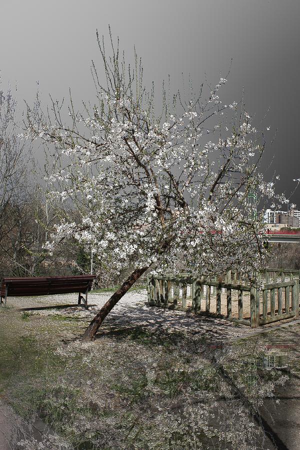 Almond Blossom Photograph by Angel Jesus De la Fuente