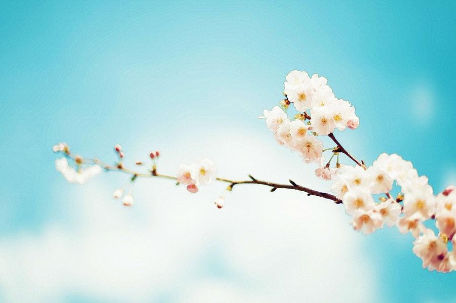 Almond Blossom Painting