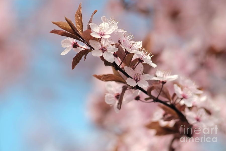 Almond Blossom Photograph by Dariusz Gudowicz