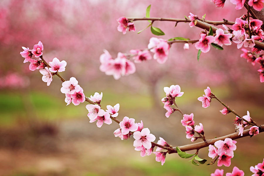 Almond Blossom Spring Background Beautiful Pink Spring Tender