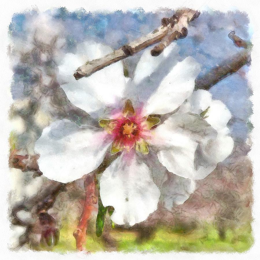 Almond Blossom Study Watercolor Painting by Taiche Acrylic Art