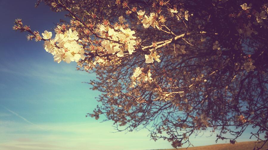 Almond Blossoms Photograph by E Panteris