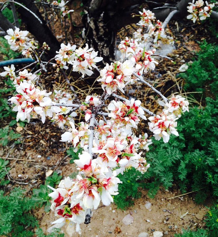 Almond Blossoms Photograph by Erika Jean Chamberlin