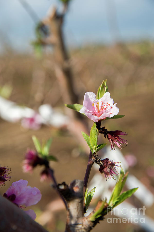 Almond Blossoms Photograph by Ilan Amihai
