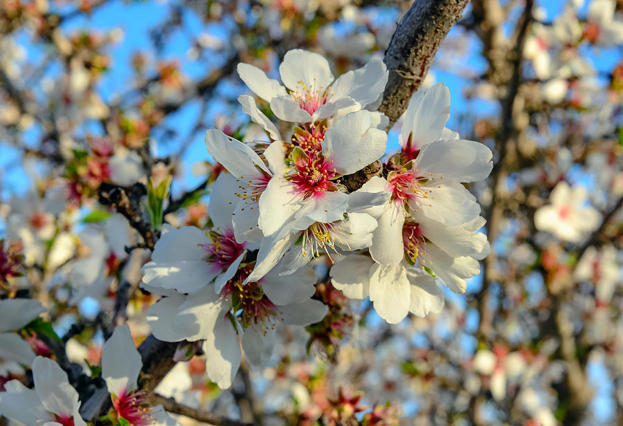 Almond Blossoms Photograph by Mike Ronnebeck
