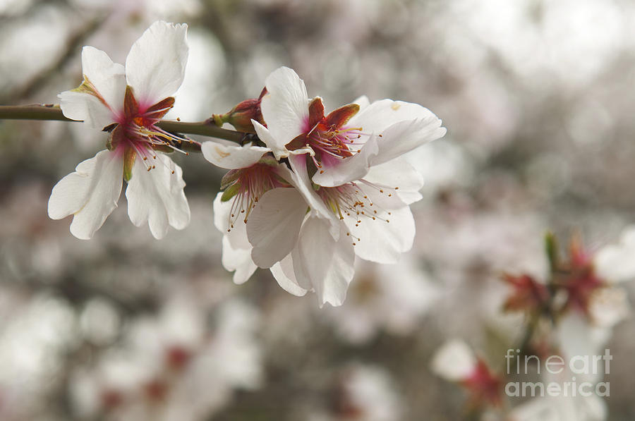 Almond Blossoms Photograph by Shahar Tamir