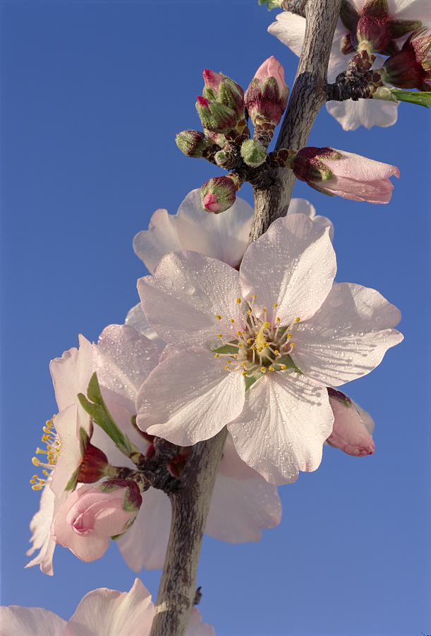 Almond Flower Photograph by Mikehoward Photography