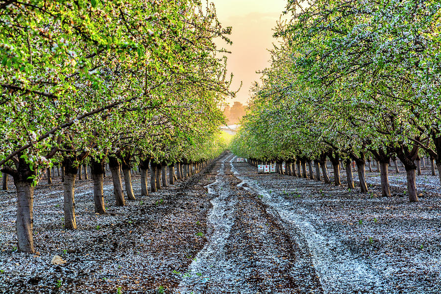 Almond Grove blossom Digital Art by Tsafreer Bernstein Fine Art America