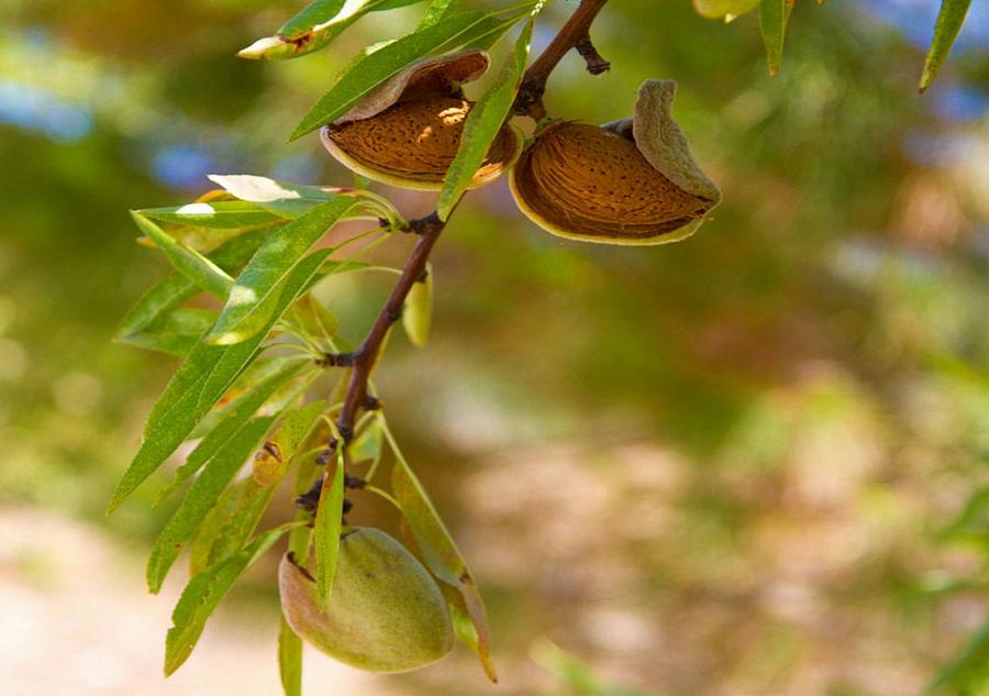 Almond Harvest - Ripe Almonds On A Tree Branch Photograph by Taiche Acrylic Art
