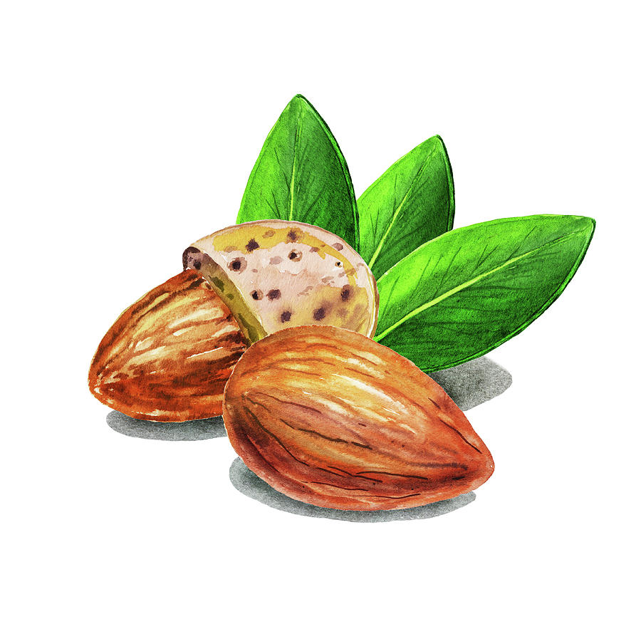 Almond Nuts Watercolor Food Illustration  Painting by Irina Sztukowski