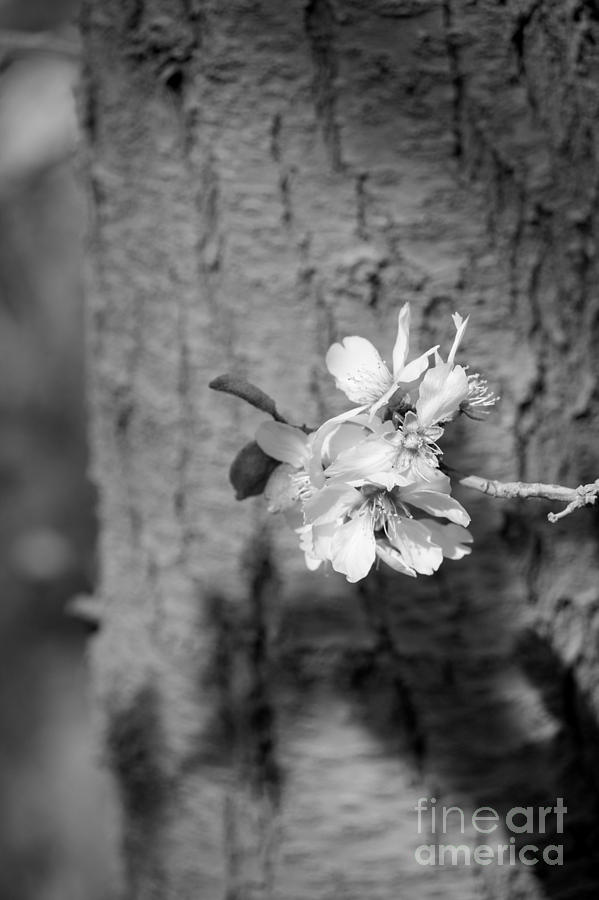 Nature Photograph - Almond Orchard 2 by Marta Robin Gaughen