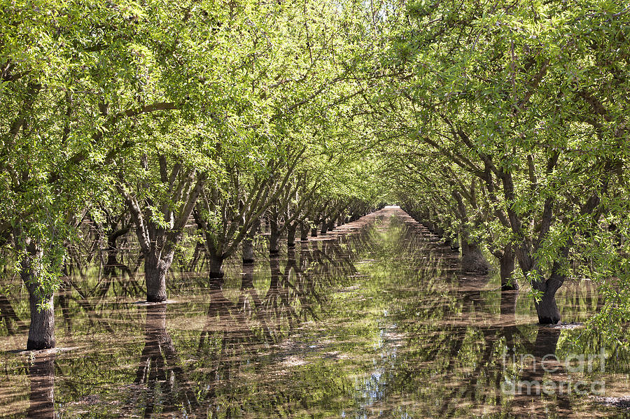 Almond Orchard Flood Irrigation Photograph by Inga Spence