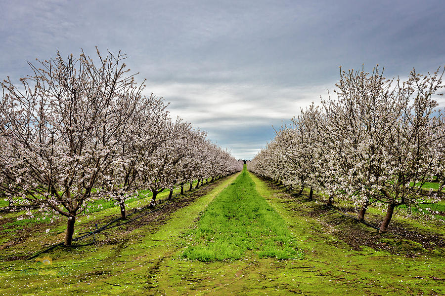 Almond Orchard in Bloom Photograph by Jim Thompson