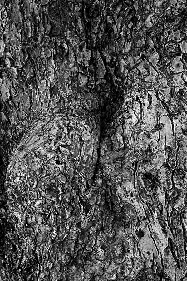 Almond Tree Bark - St Lucia Photograph by Chester Williams