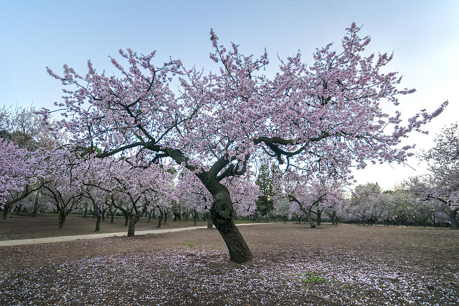 Almond Tree Photograph by Hernan Bua