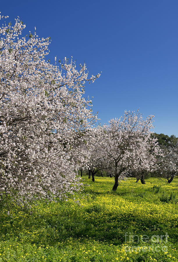 Almond Tree In Flower Photograph by Mikehoward Photography