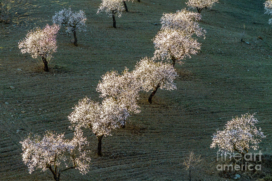 Almond Trees in Blossom Photograph by Heiko Koehrer-Wagner