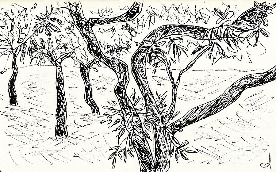 Almond trees in Lanjaron Drawing by Chani Demuijlder