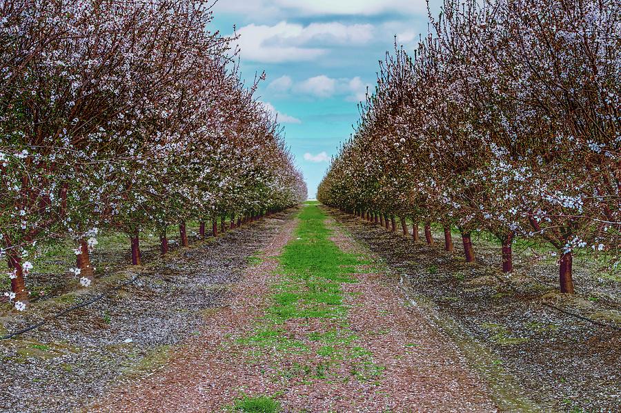 Almond Trees of Button Willow Photograph by Thomas Gartner Fine Art America