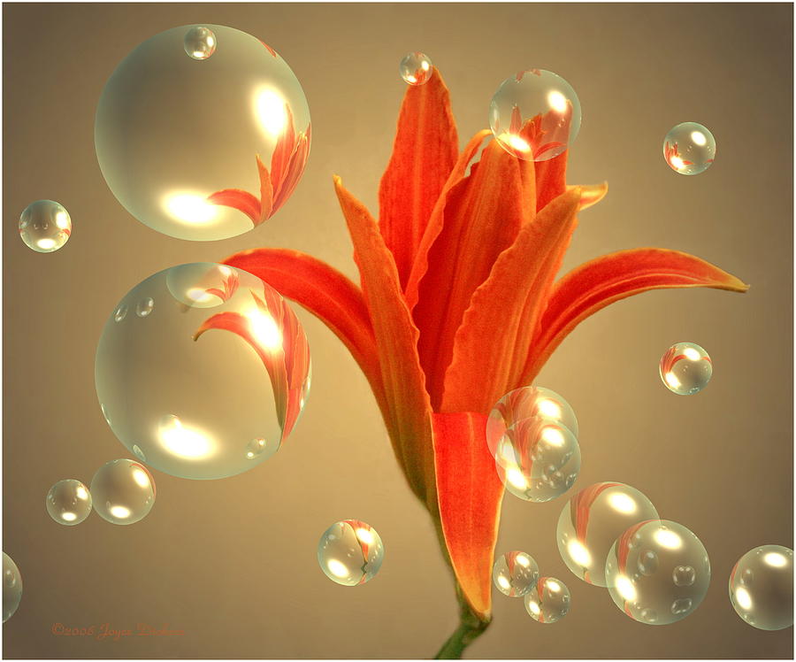 Almost A Blossom In Bubbles Photograph by Joyce Dickens