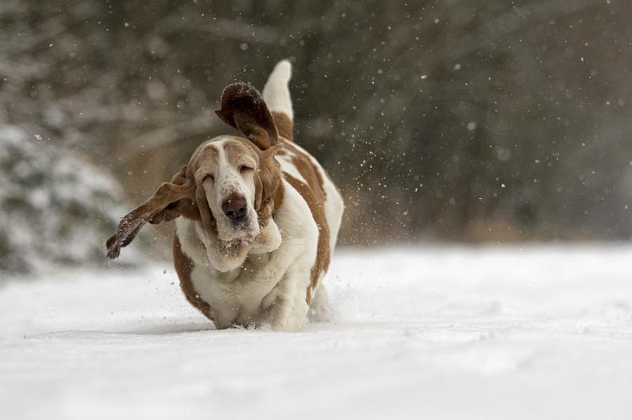 Dog Photograph - Almost Airborne by Gert Van Den Bosch