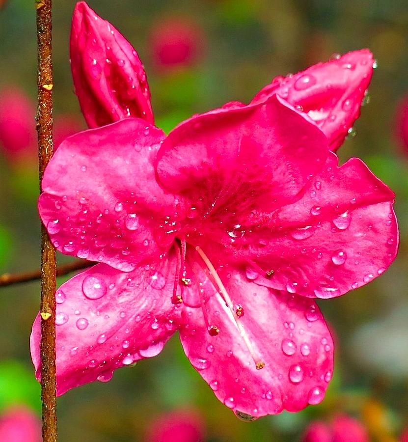 Almost April Showers Azalea Photograph by Betty Buller Whitehead