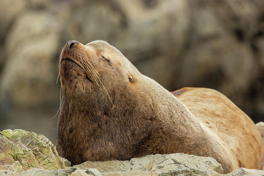 almost-asleep-photograph-by-tim-grams-fine-art-america