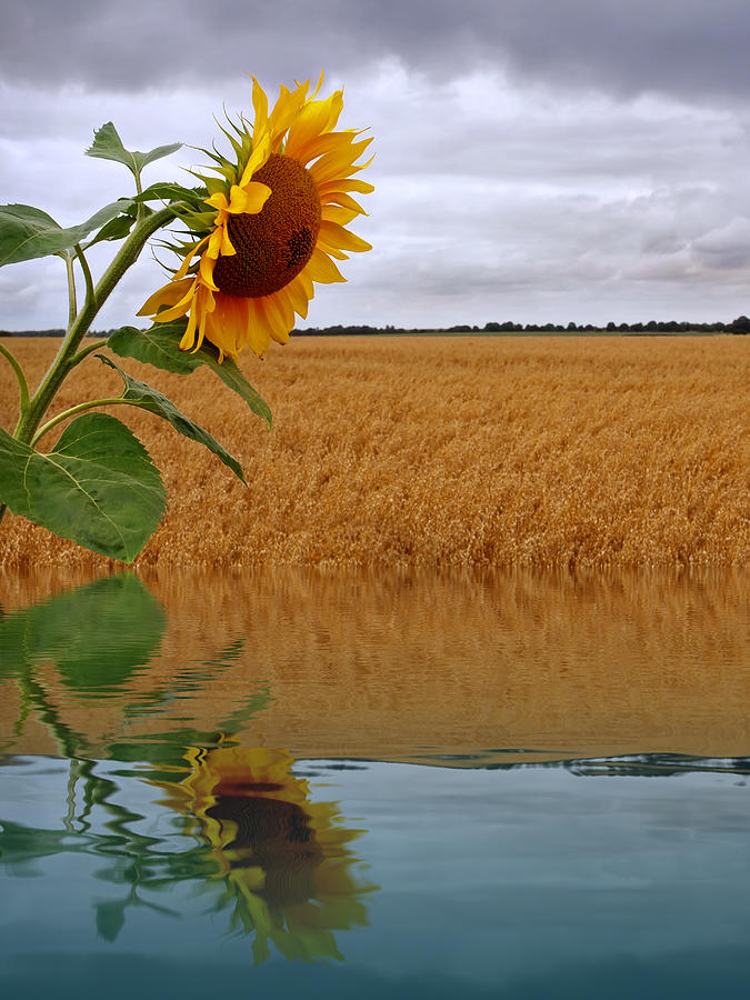 Almost Autumn - Sunflower Harvest Reflections Photograph by Gill Billington