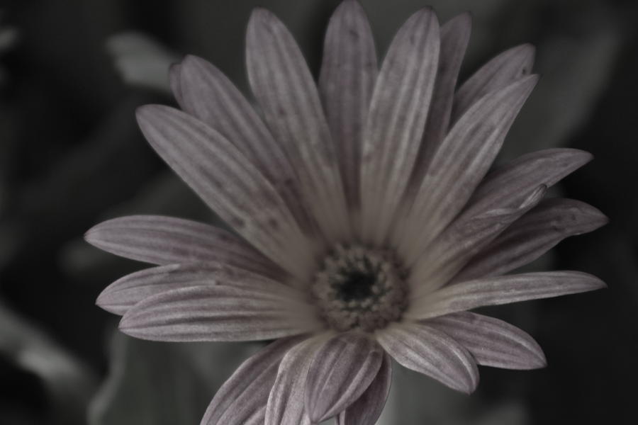 Daisy Photograph - Almost Black And White Pale Pink African Daisy Photograph by Colleen Cornelius