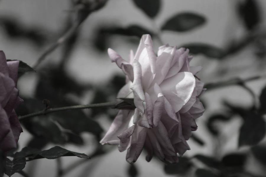 Almost Black And White Pale Pink Rose Photograph Photograph By Colleen Cornelius